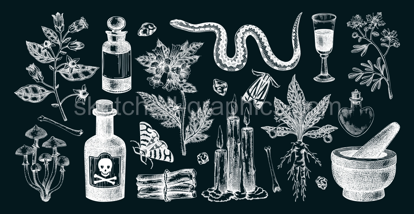 Witchcraft hand drawn vector illustrations. Bohemian design elements. Witch herbs, poisonous plants, magic ingredients sketches. NOT AI generated Illustration
